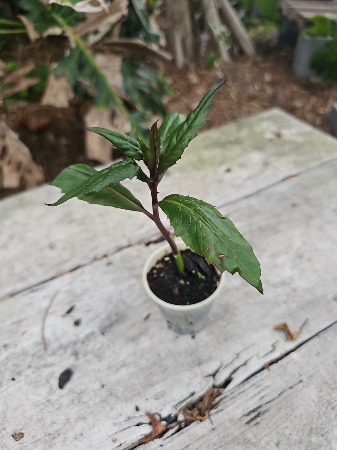 Okinawa Spinach Live Starter Plant Gynura Crepioides Vegetables Food Forest