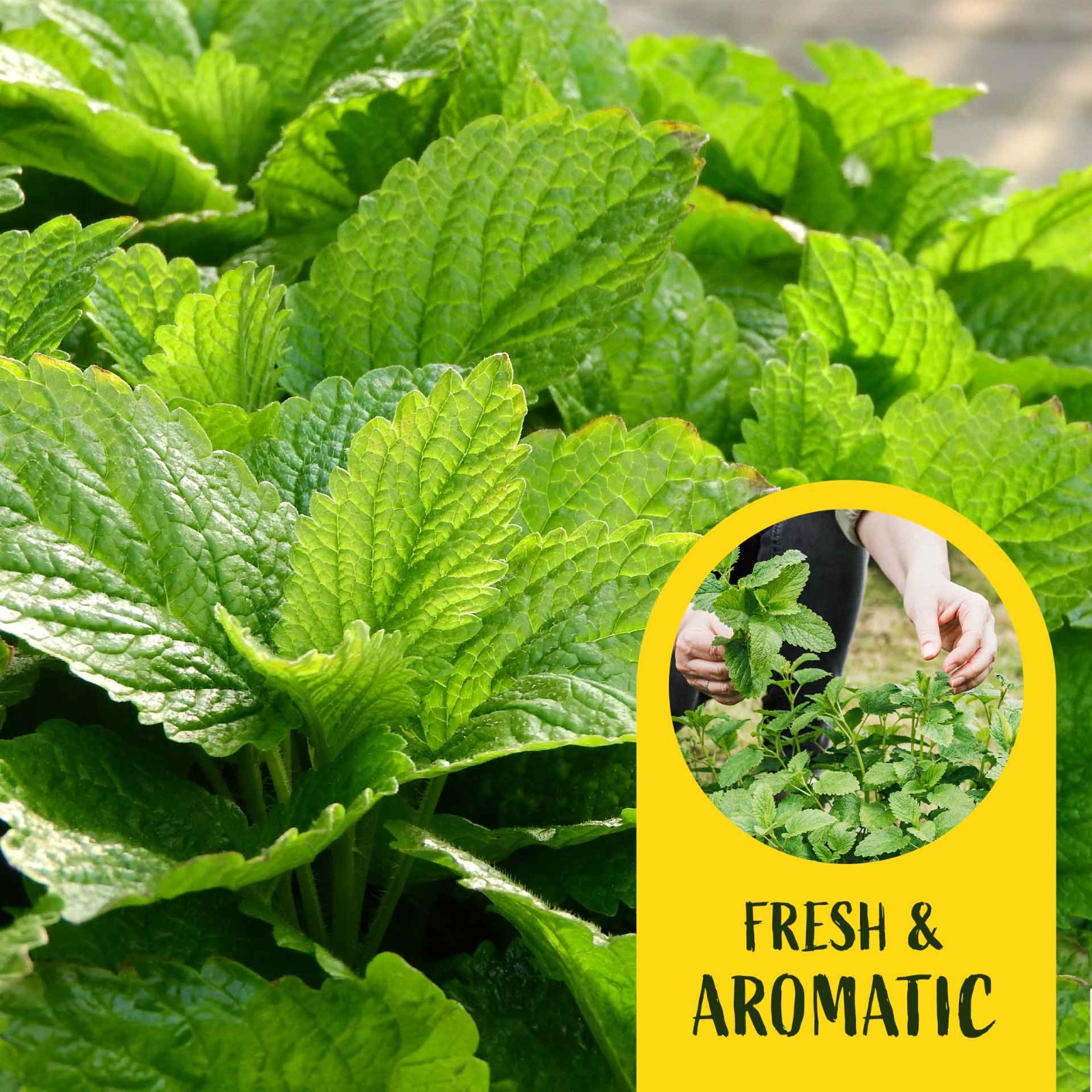 2 Lemon Balm Plants in Cubes, Live Aromatic Evergreen Culinary Herb (Melissa)