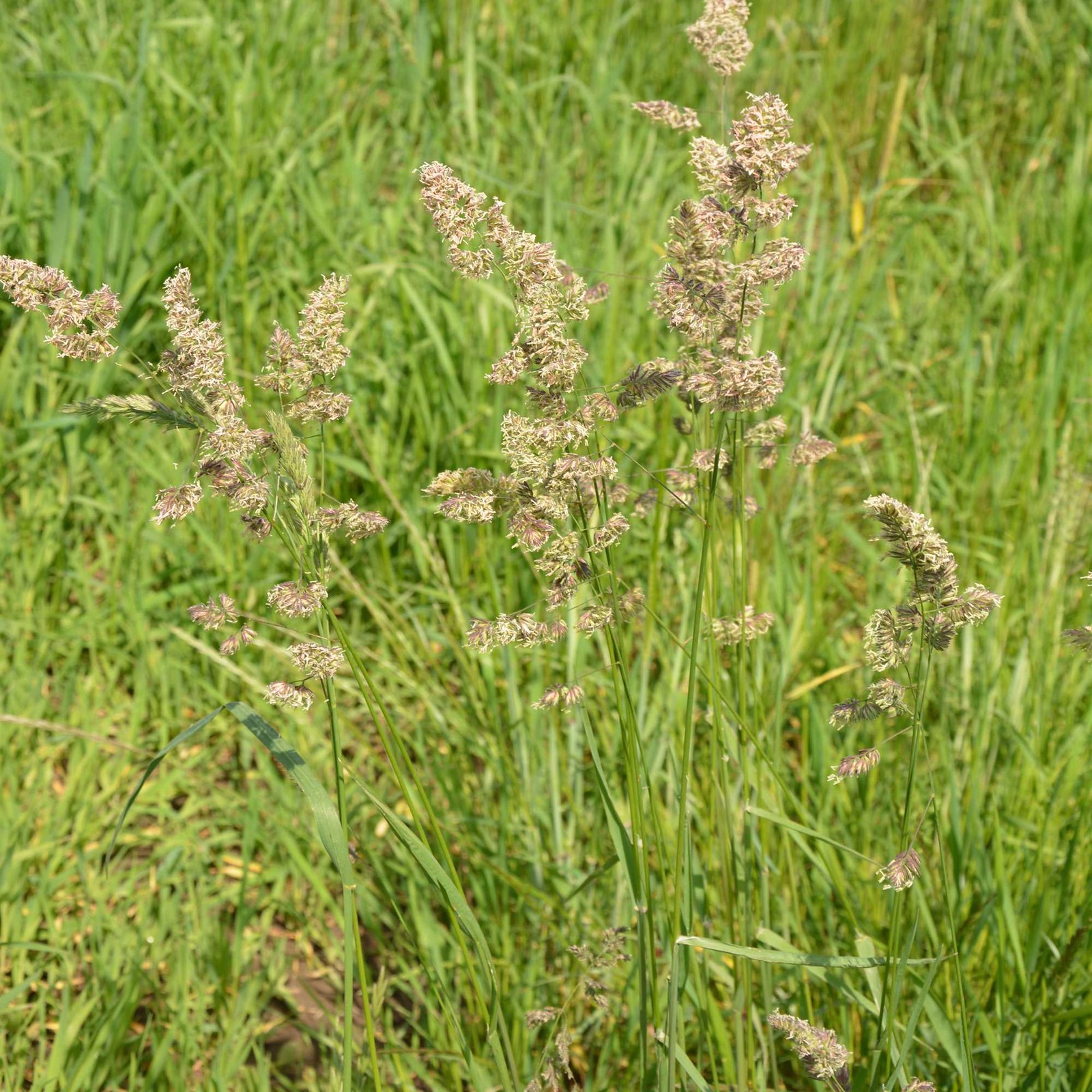 25 LBS Orchard grass is a very popular pasture grass seed.