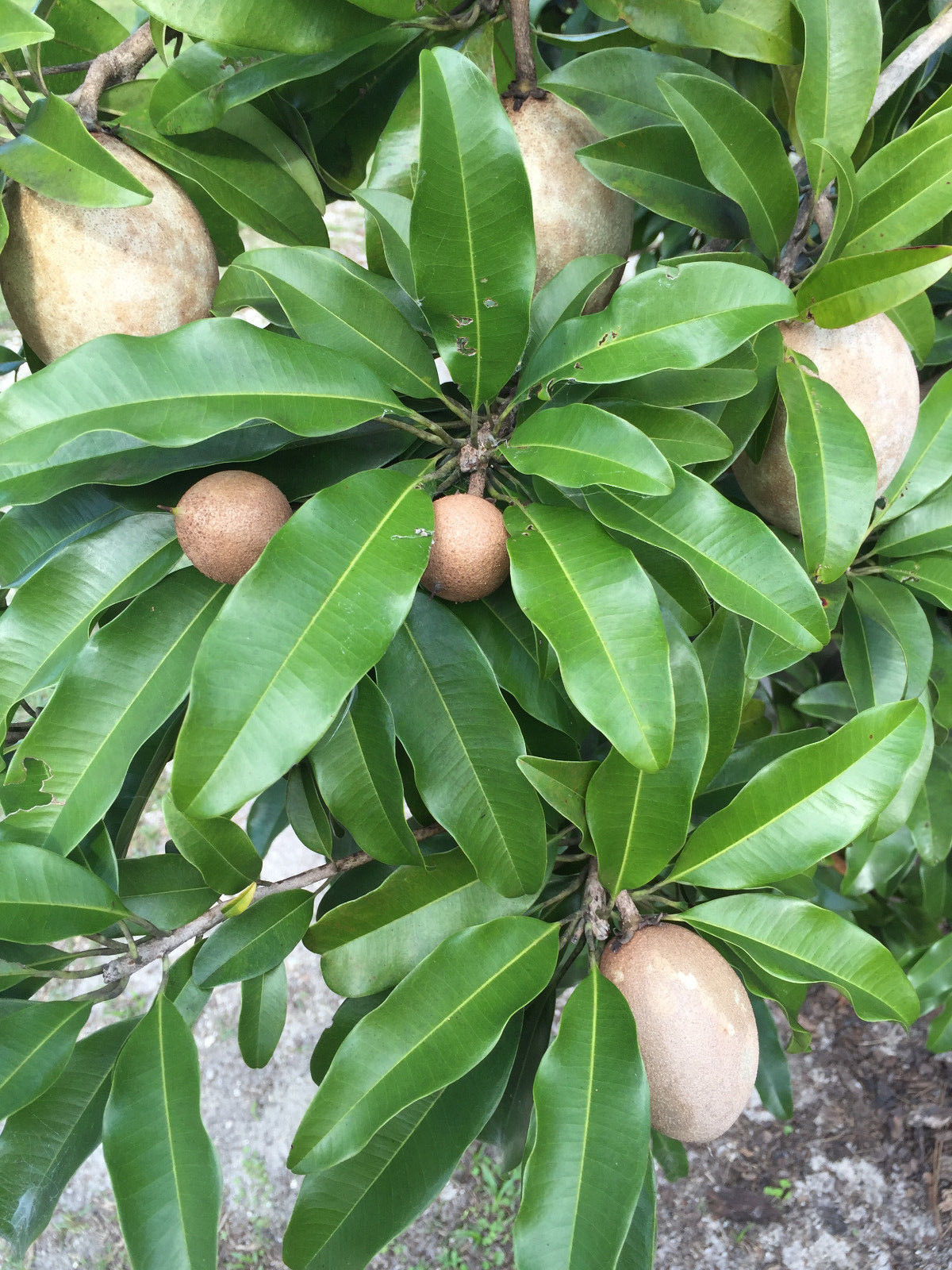 Sapodilla Manilkara Zapota Chiku Excalibur Tropical Tree Starter PLANT Seedling