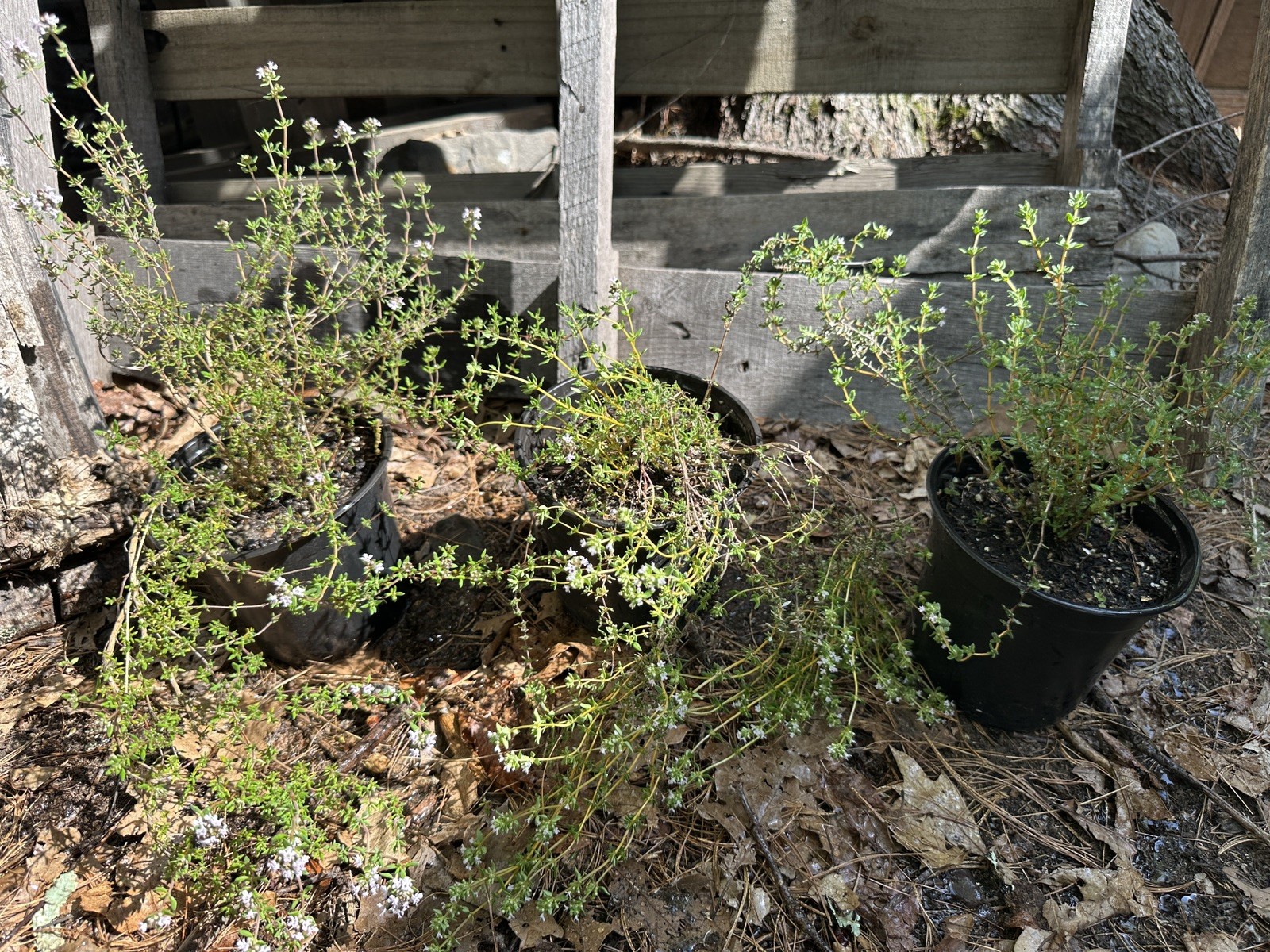 Live THYME Plant (half gallon pot) (DORMANT)