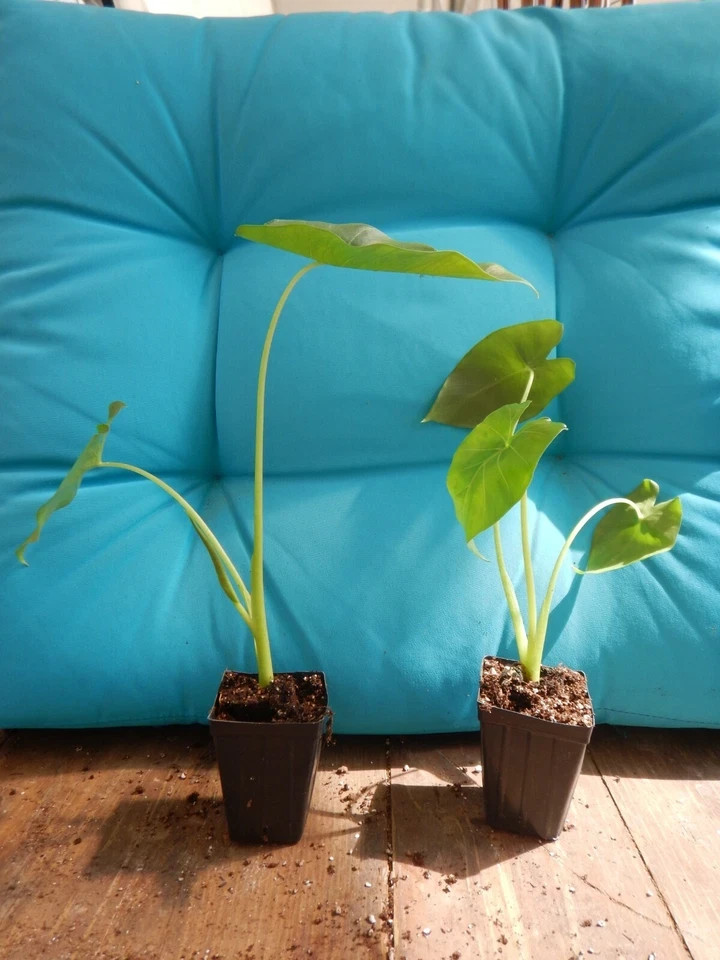 *BORNEO GIANT* Huge ELEPHANT EAR Taro Alocasia Macrorrhiza Rooted Starter Plants
