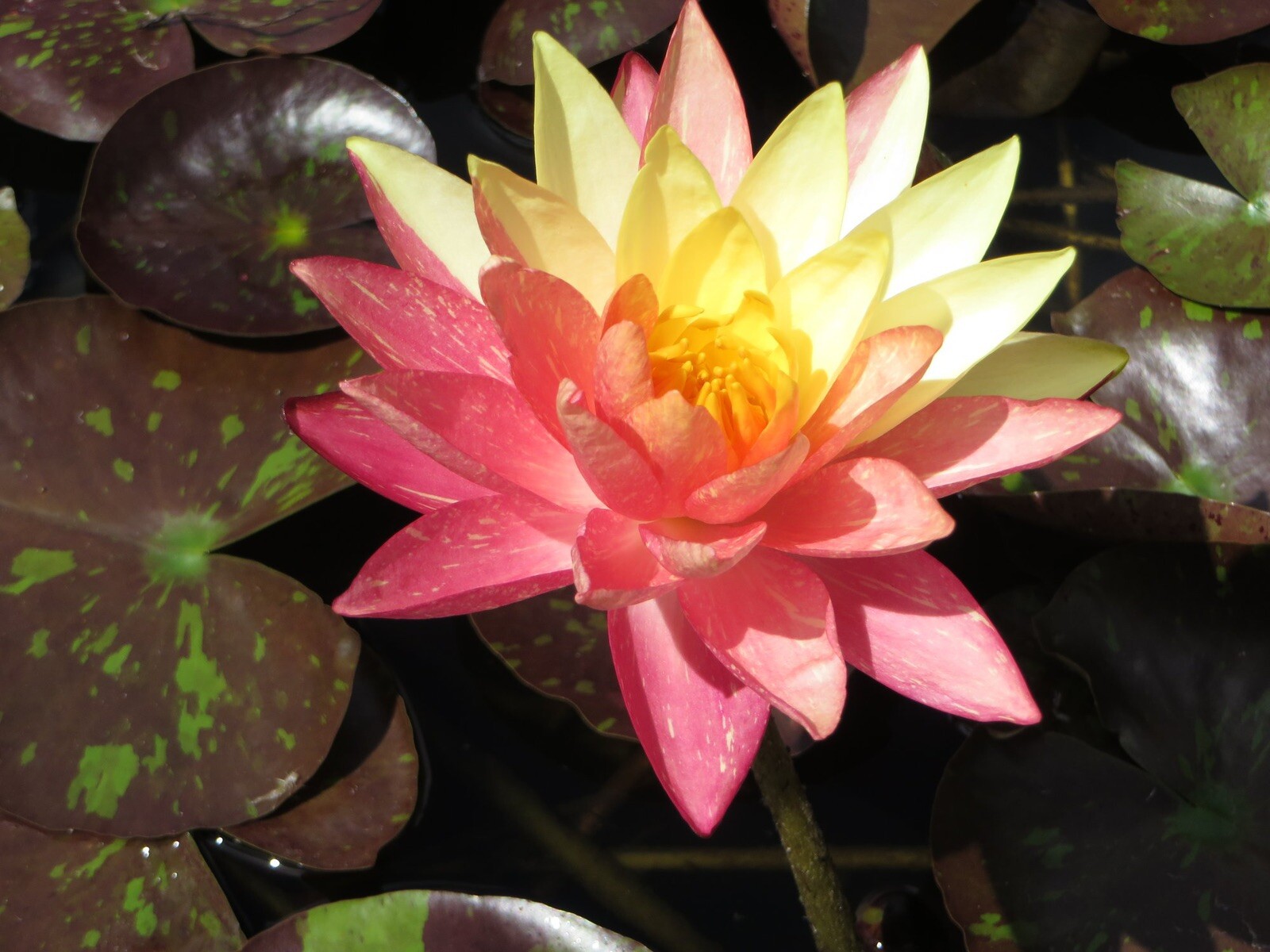 Wanvisa Cold Hardy Water Lily With Many Pads &free Bog Plant