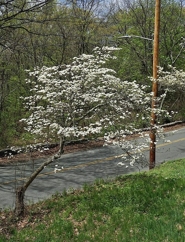 Cornus florida | Flowering Dogwood | 10 Seeds