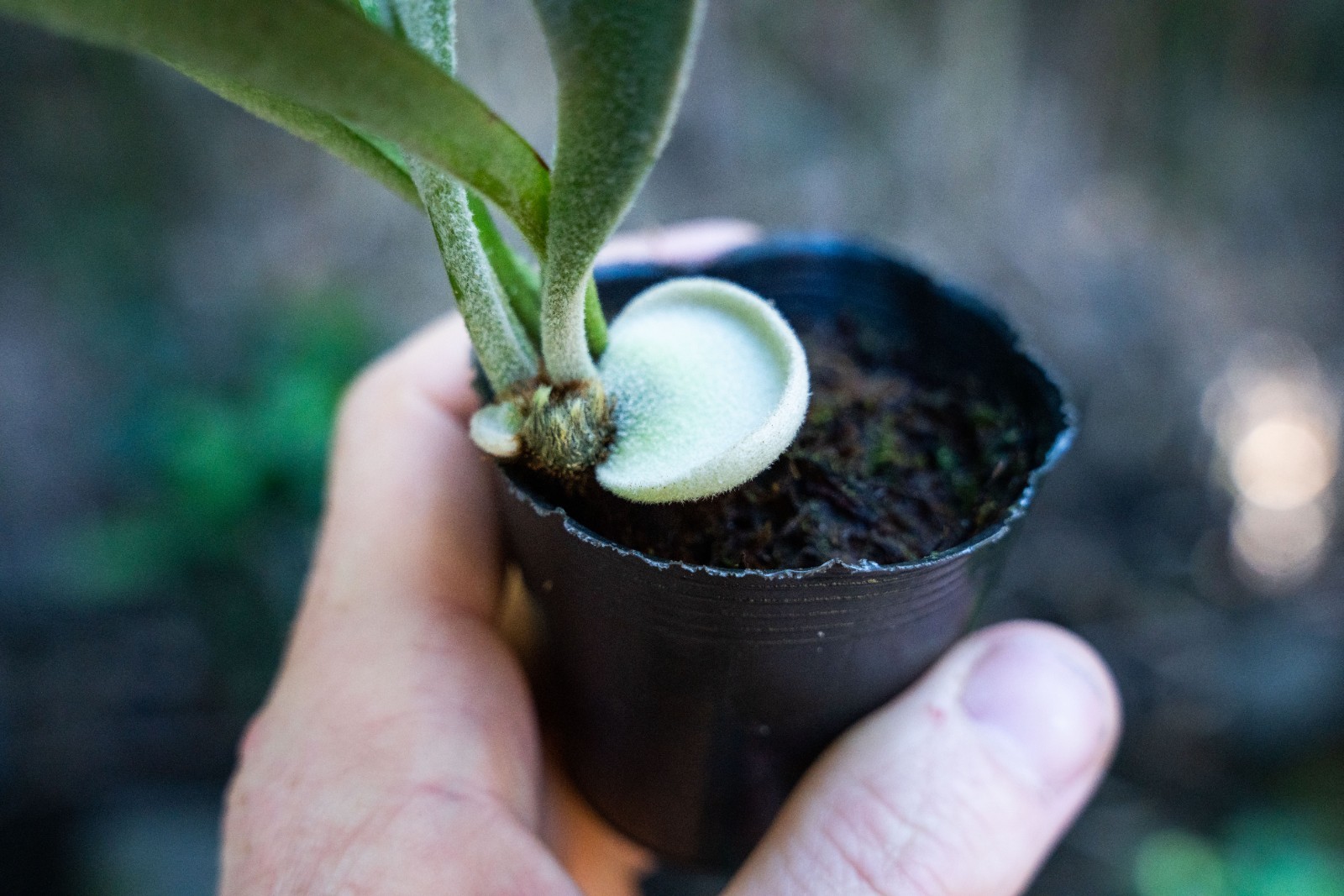 Platycerium willinckii ‘Celso Tatsuta’