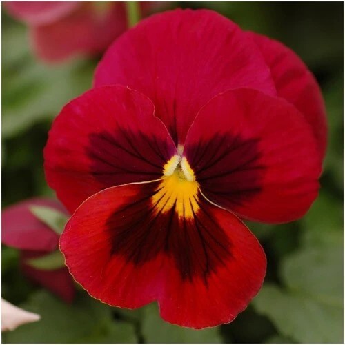 50 Viola Arkwright Ruby seeds