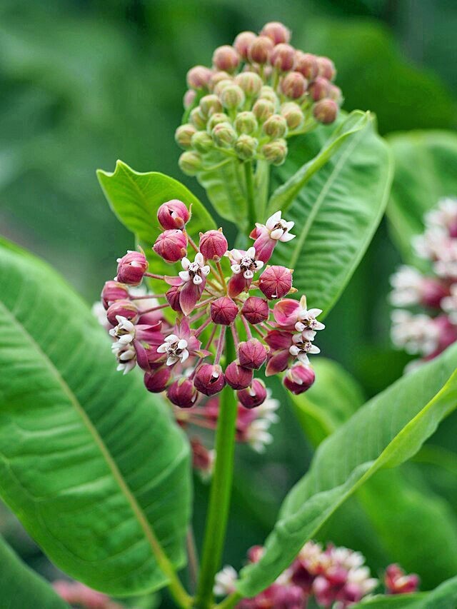 Asclepias syriaca | Common Milkweed | 100 Seeds