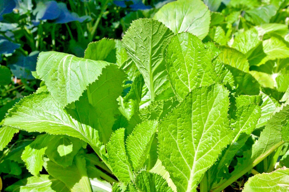 601+Florida Broadleaf MUSTARD GREENS Seeds Organic Spring Fall Garden Container