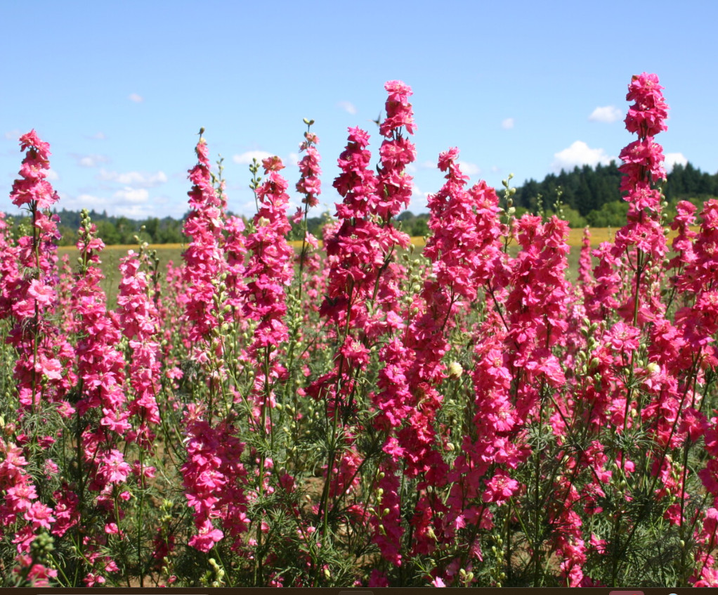 Rocket Larkspur Delphinium DEEP CARMINE Flowers Pollinators Non-GMO 500 Seeds!