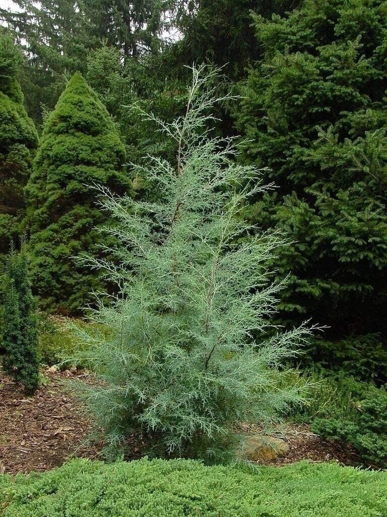 Carolina Sapphire Cypress | 2 Inch | Cupressus arizonica | Low Maintenance Plant