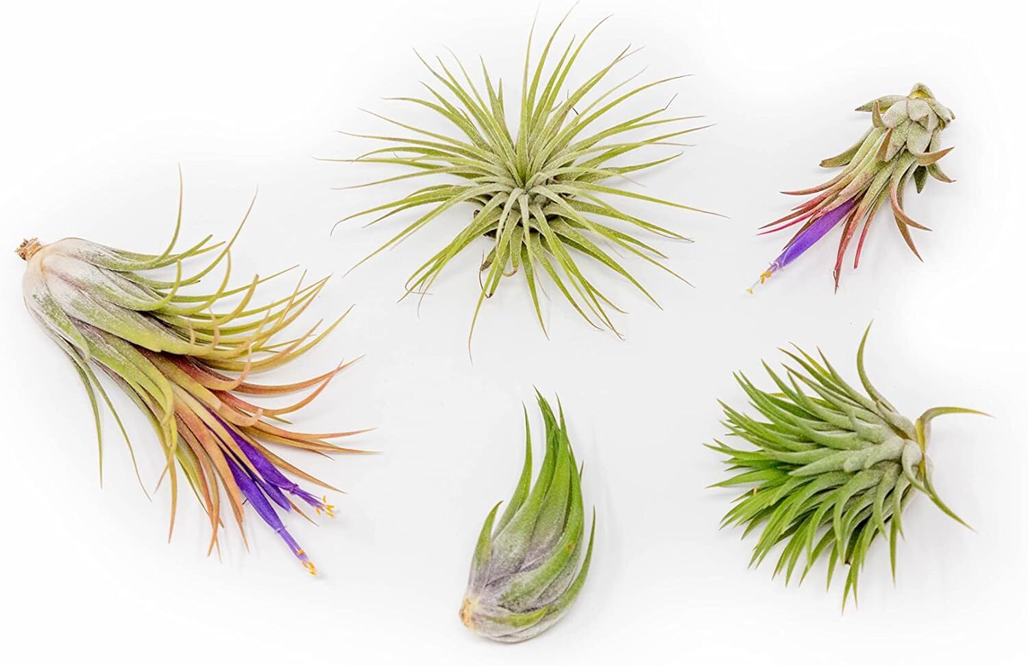 Assorted Tillandsia Ionantha Pack – Wholesale Bulk, Tillandsia, Easy Care Indoor