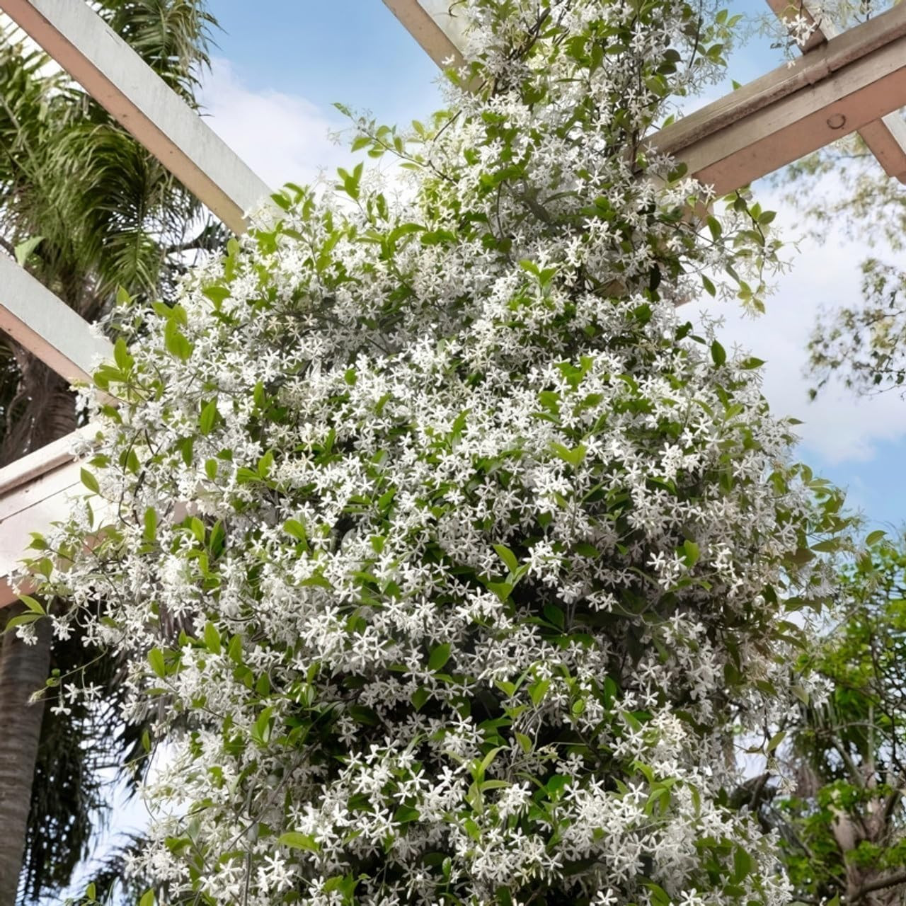 200+ Mixed Star Jasmine Seeds for Planting Fragrant Climbing Vine Non-GMO Garden