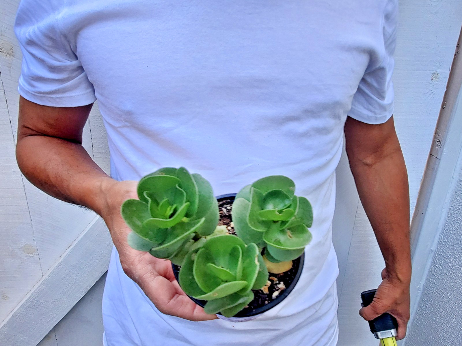 Portulaca molokiniensis Succulent