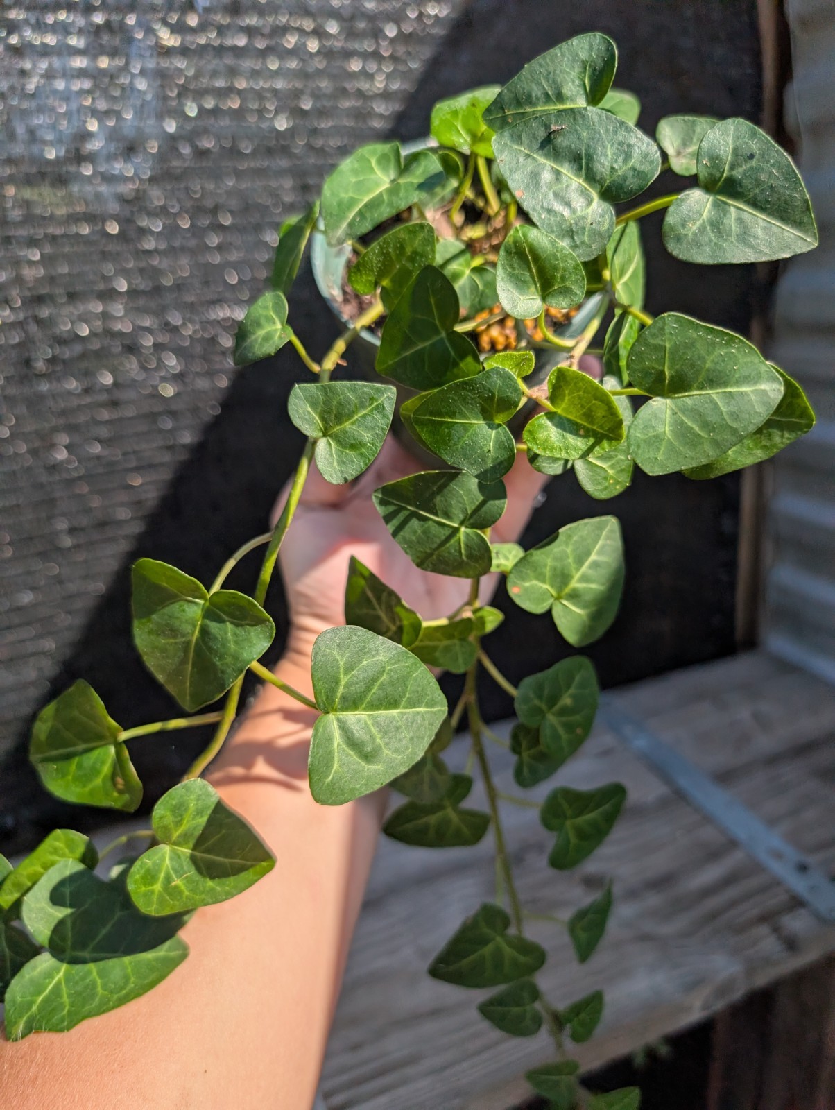 ‘My Heart’ Ivy Heart Shaped Leaves Hedera helix 4″ Pot Vine Easy Care Houseplant