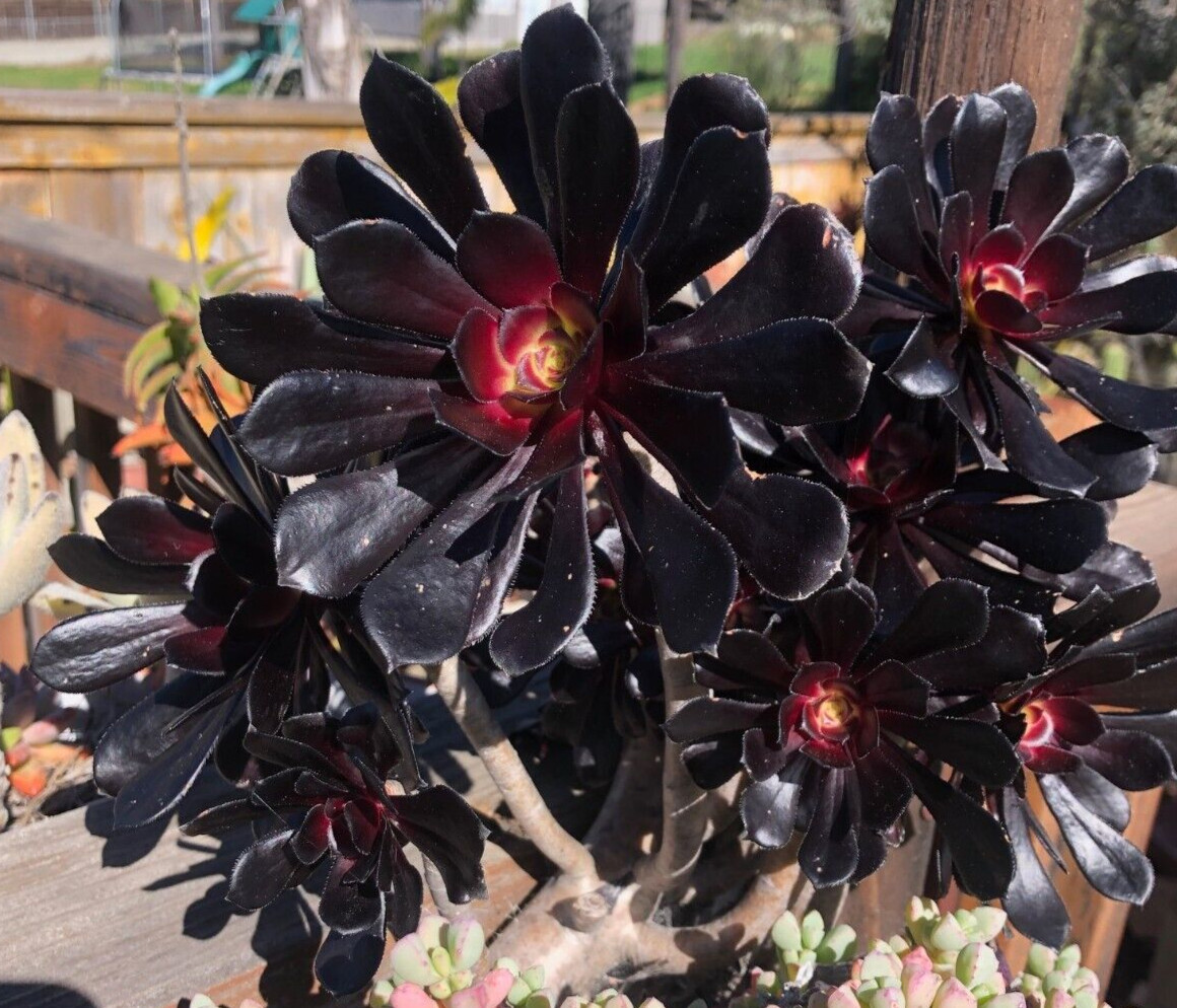 Aeonium ‘Black Rose’, 1 Cutting 3 – 4″