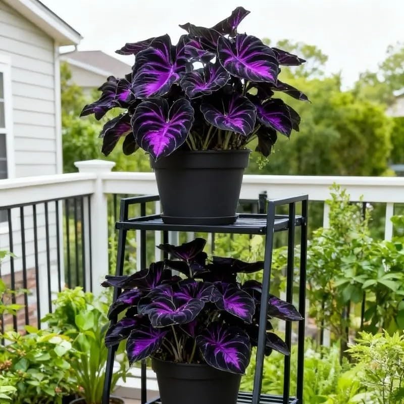 Hosta Seeds – 308 Rare Black Purple Hosta Plants Seeds for Planting Outdoor