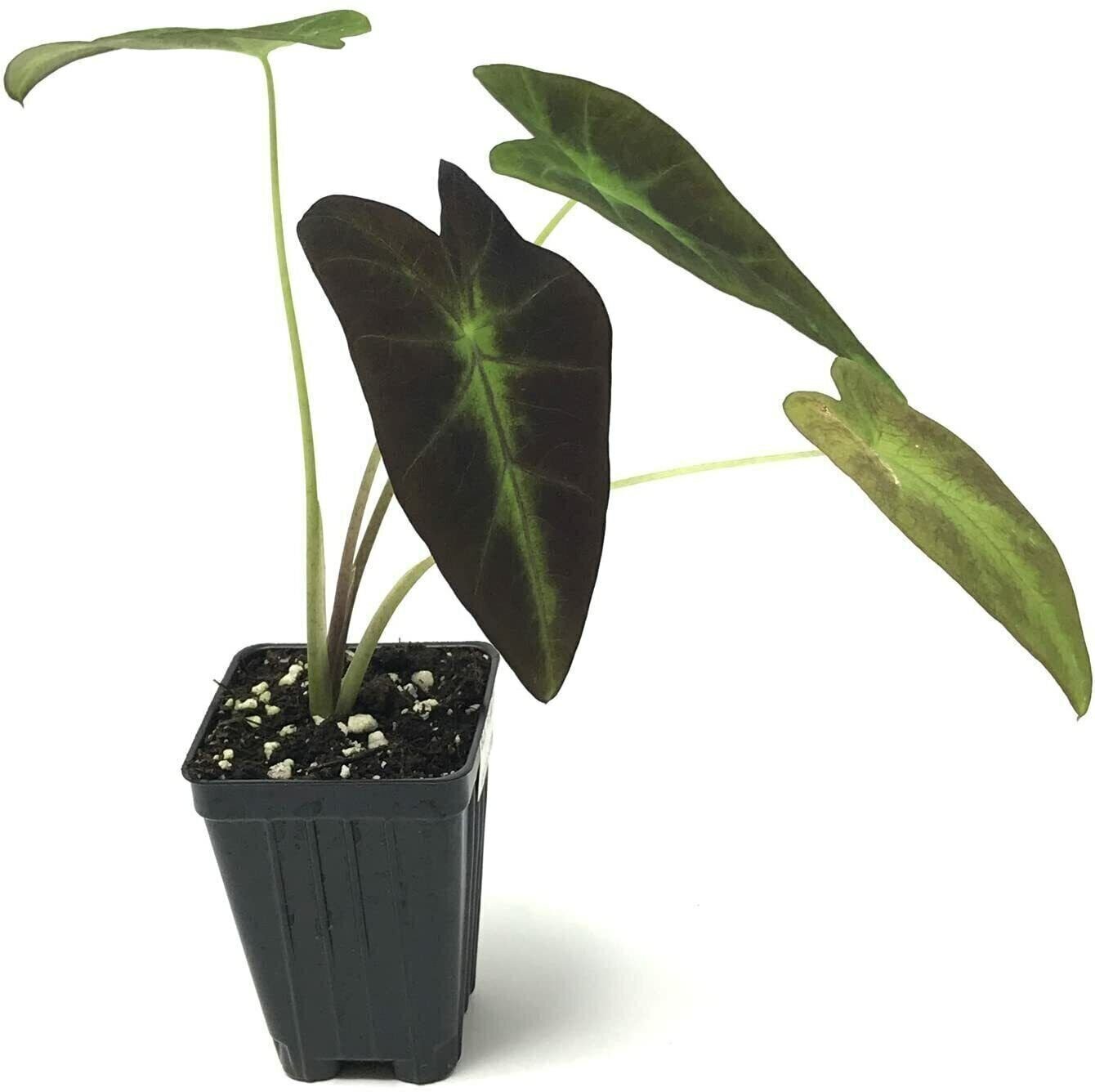 Black Beauty Elephant Ear – Colocasia antiquorum – Live Plant