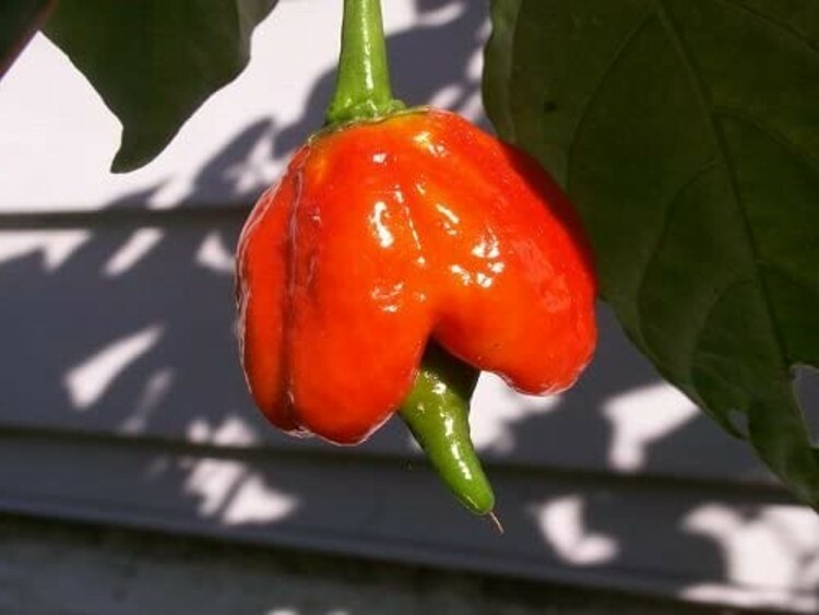 Pepper Butch Scorpion Chile Outrageously Hot From Green To Orange To Red 10 Seed