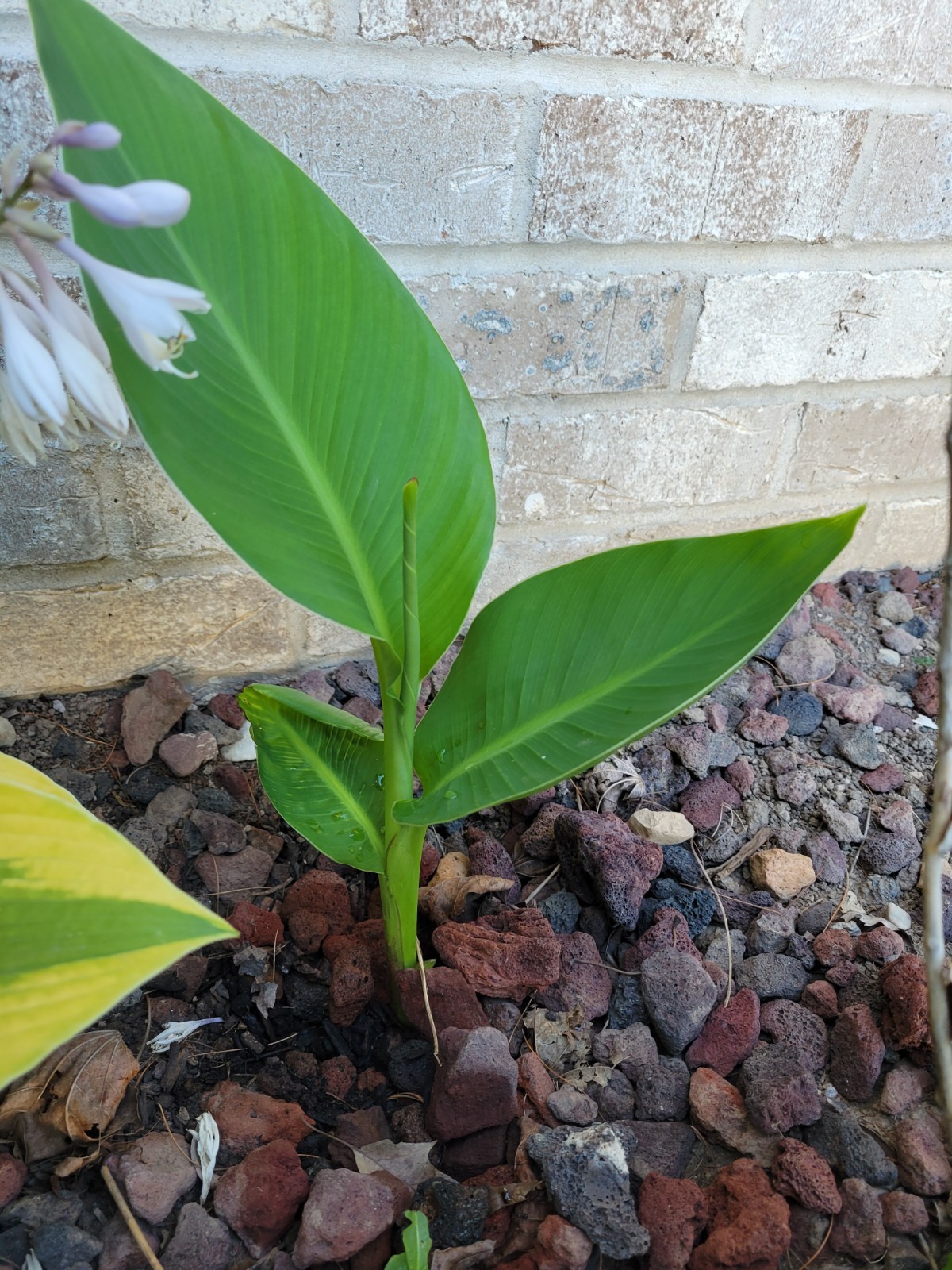 3 Canna Bulbs Annual Red Bloom Full Sun Green Leaf Plants Tall Lily Rhizomes