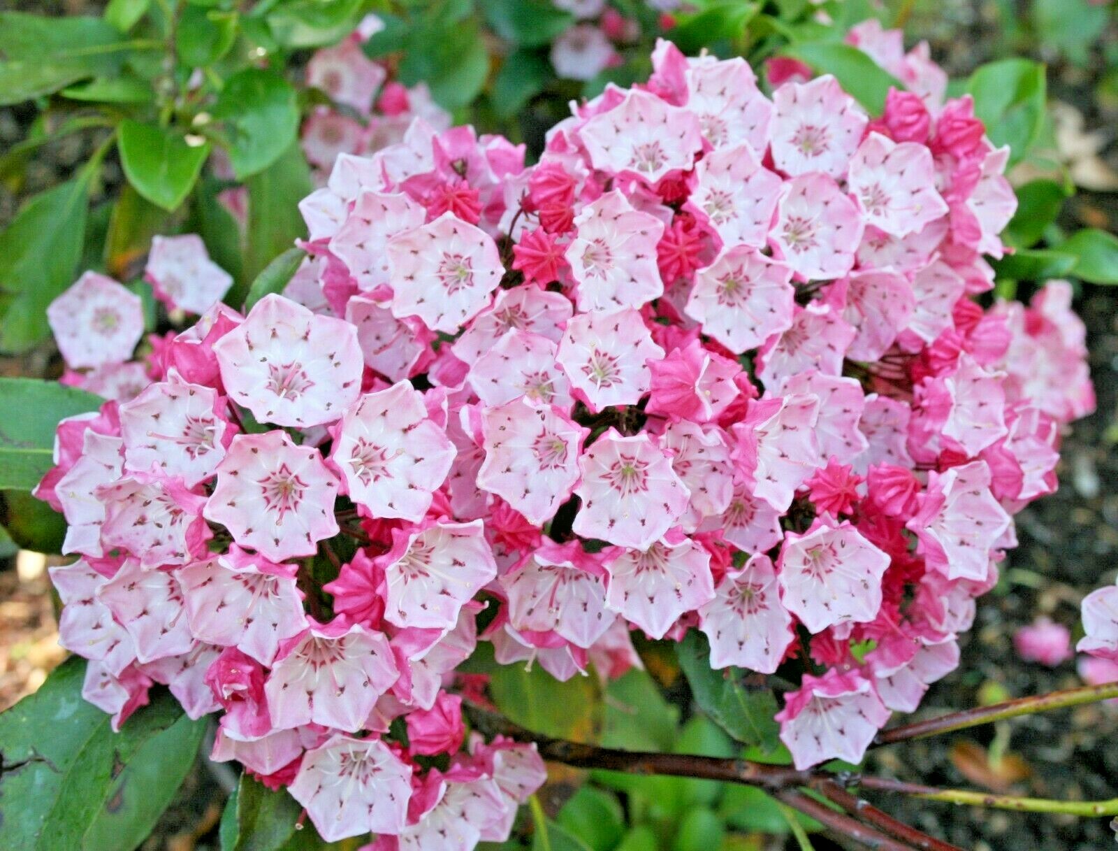 25 MOUNTAIN LAUREL SEEDS – Kalmia latifolia