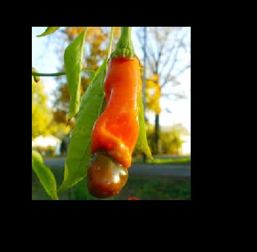 10 seeds red Peter Pepper Heirloom Very Hot XXX rare chili funny & unique gift!