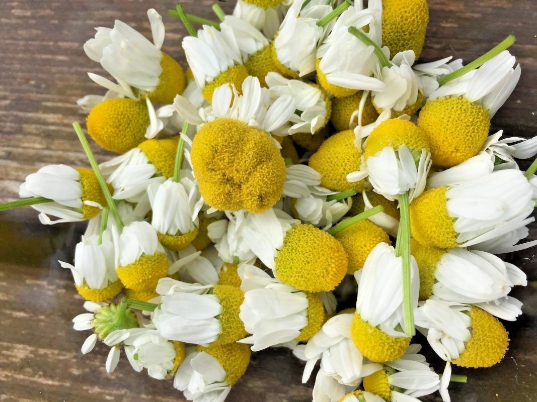 2001+Common German CHAMOMILE Flower Seeds Organic Herb Tea Garden Container Easy