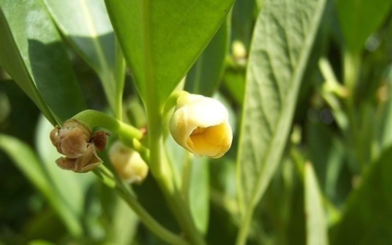 Anise Forest Green | 3 Gallon | Illicium floridanum | Fragrant Leaves | Shrub