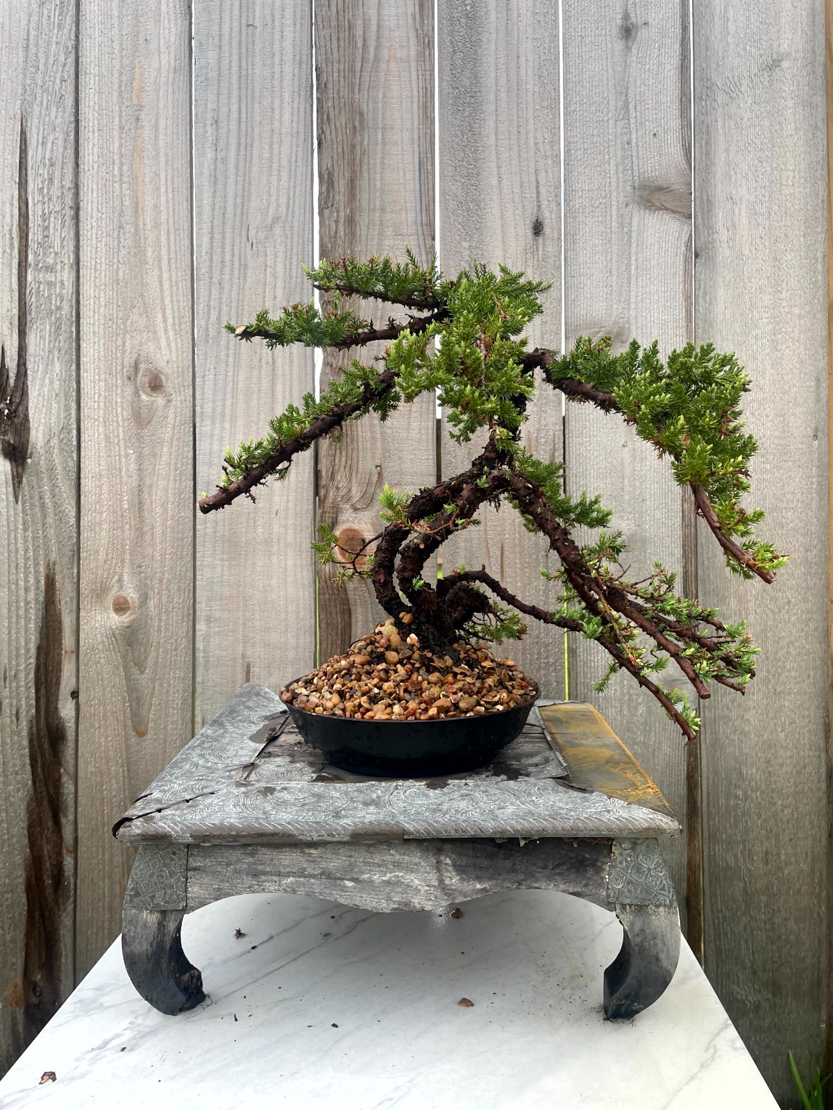 AWESOME! FATHER’S DAY GIFT – Procumbens Nana Juniper Bonsai, 16 YR, Strong Trunk