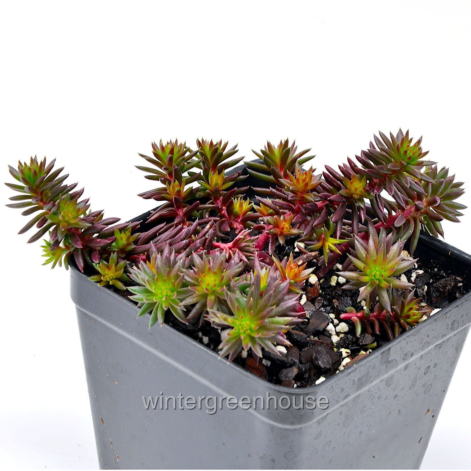 Sedum rupestre, Red Angelina, Reflexed Stonecrop, Container Size: 3.5″ square