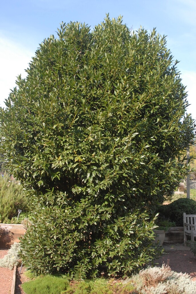 Bay Leaf Tree – 5-6″ Tall Live Plant, Seedling, Sweet Bay Laurel, Laurus nobilis