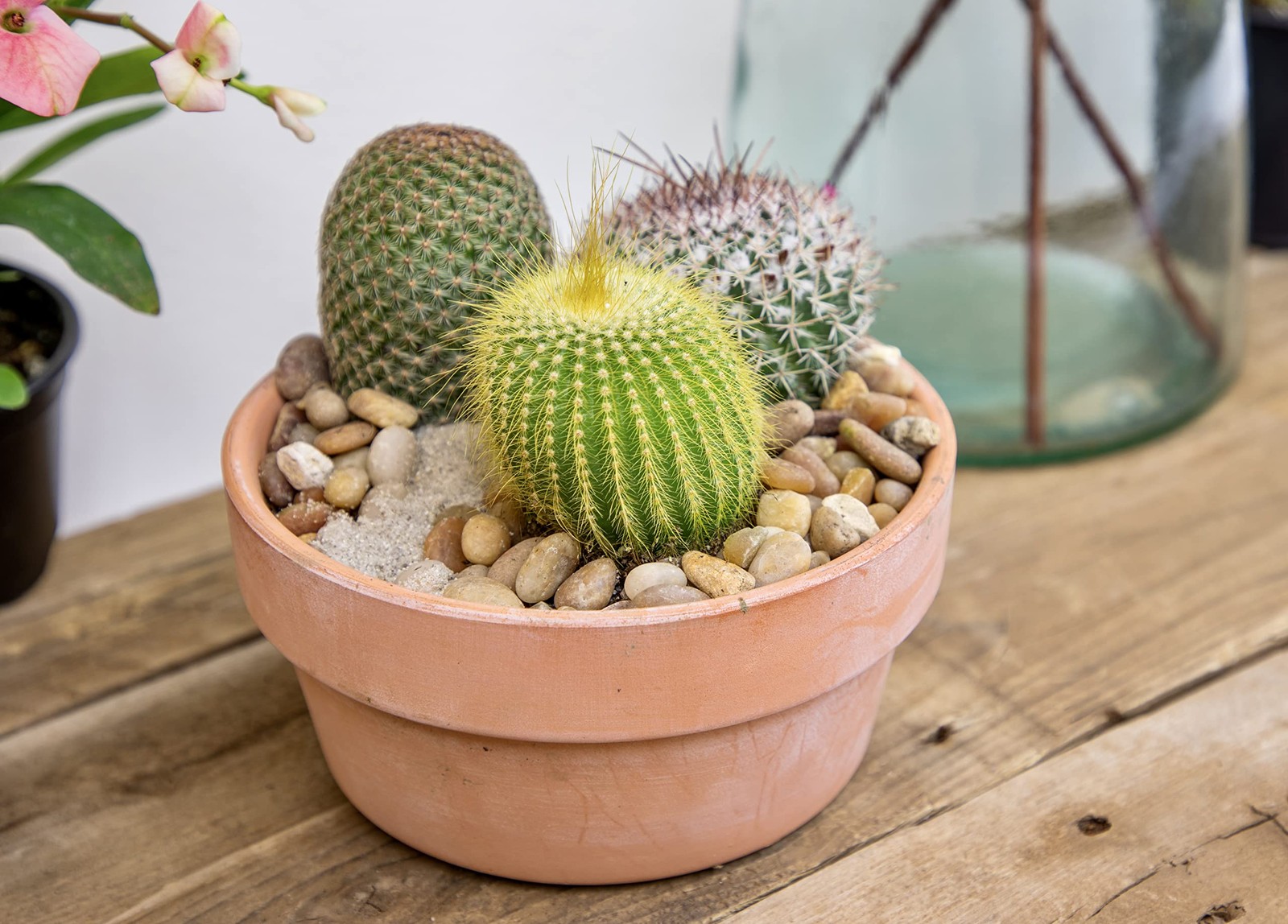Assorted Live Cactus Plants 4PK for Home Decor and Succulent Gardening