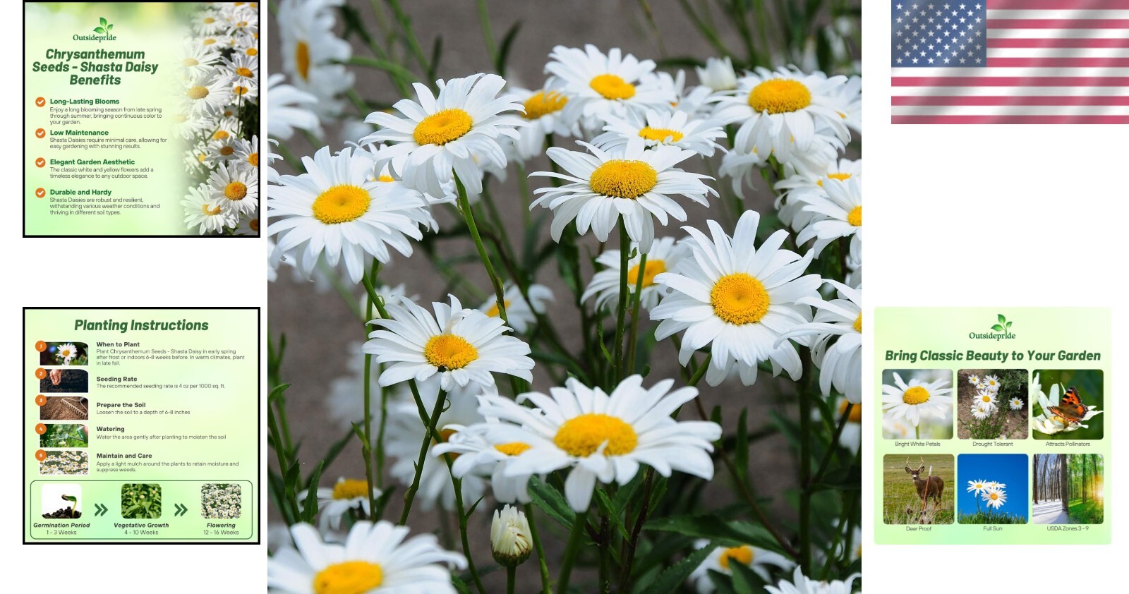 GMO-Free Shasta Daisy Seeds – 1 Lb. of Drought-Tolerant, Beautiful White Blooms