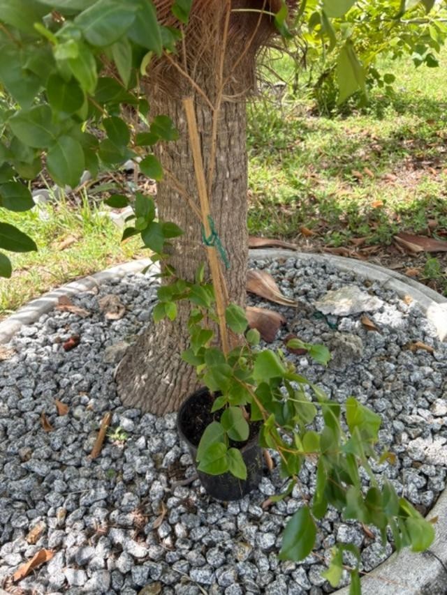 ~24 MO TRIPLE SURINAM BLACK CHERRY SEEDLINGS (EUGENIA UNIFLORA/LOLITA CULTIVAR)