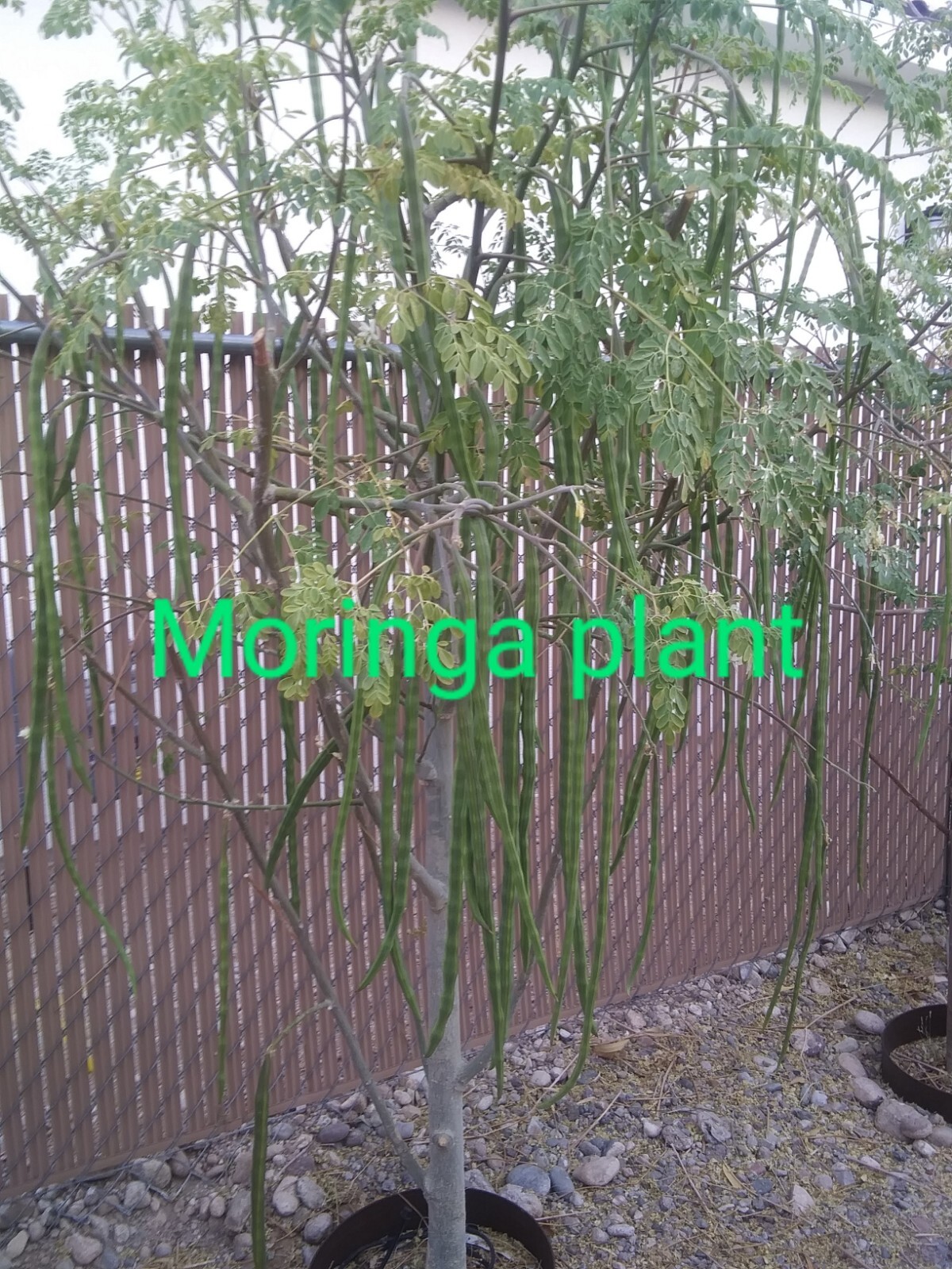 Malunggay Seeds Moringa oleifera for planting Newly Harvest 250 Seeds US Grown