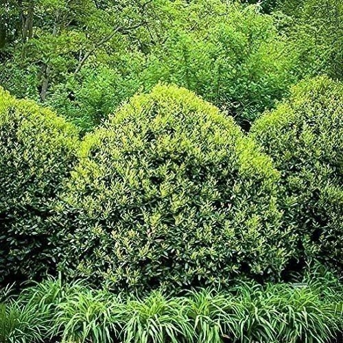 Needlepoint Chinese Holly – Ilex Cornuta – 3 Live Plants – Low Maintenance…