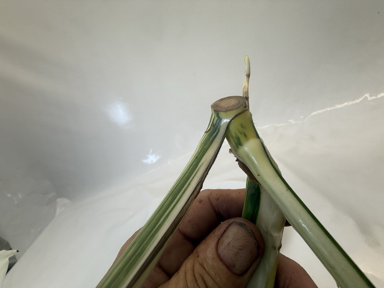 Monstera Albo top cutting EBAY-2606-101