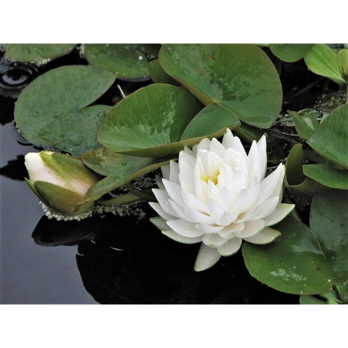 10 White Lotus Seeds Nelumbo Nucifera Easy-to-Grow for Ponds Tubs&Aquatic Garden