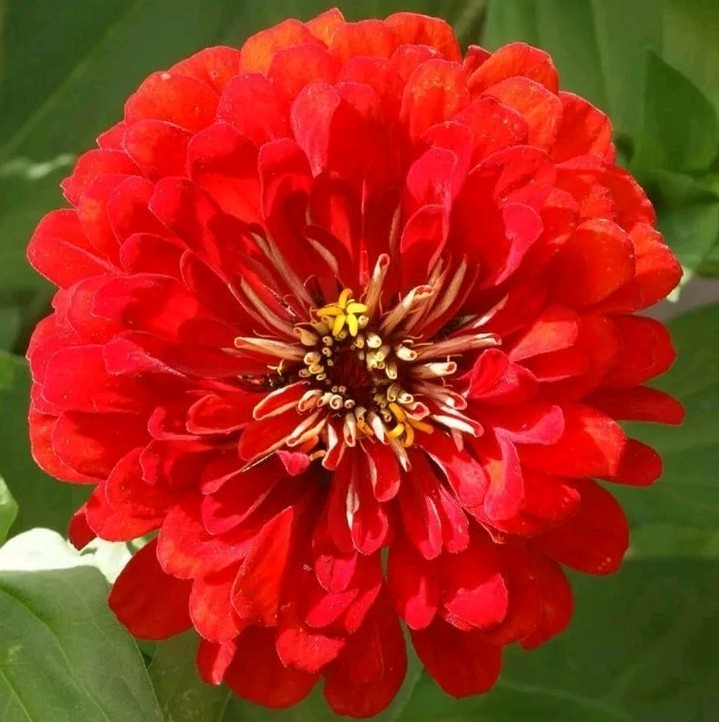 10+ Cherry Queen Zinnia Seeds Red Flower Elegans USA SELLER