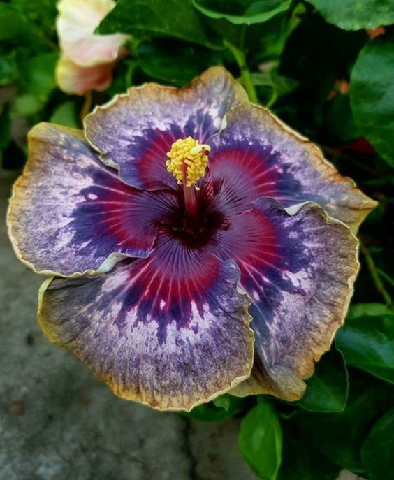 20 Purple Yellow Pink Hibiscus Seeds Flowers Flower Seed Perennial Bloom 459