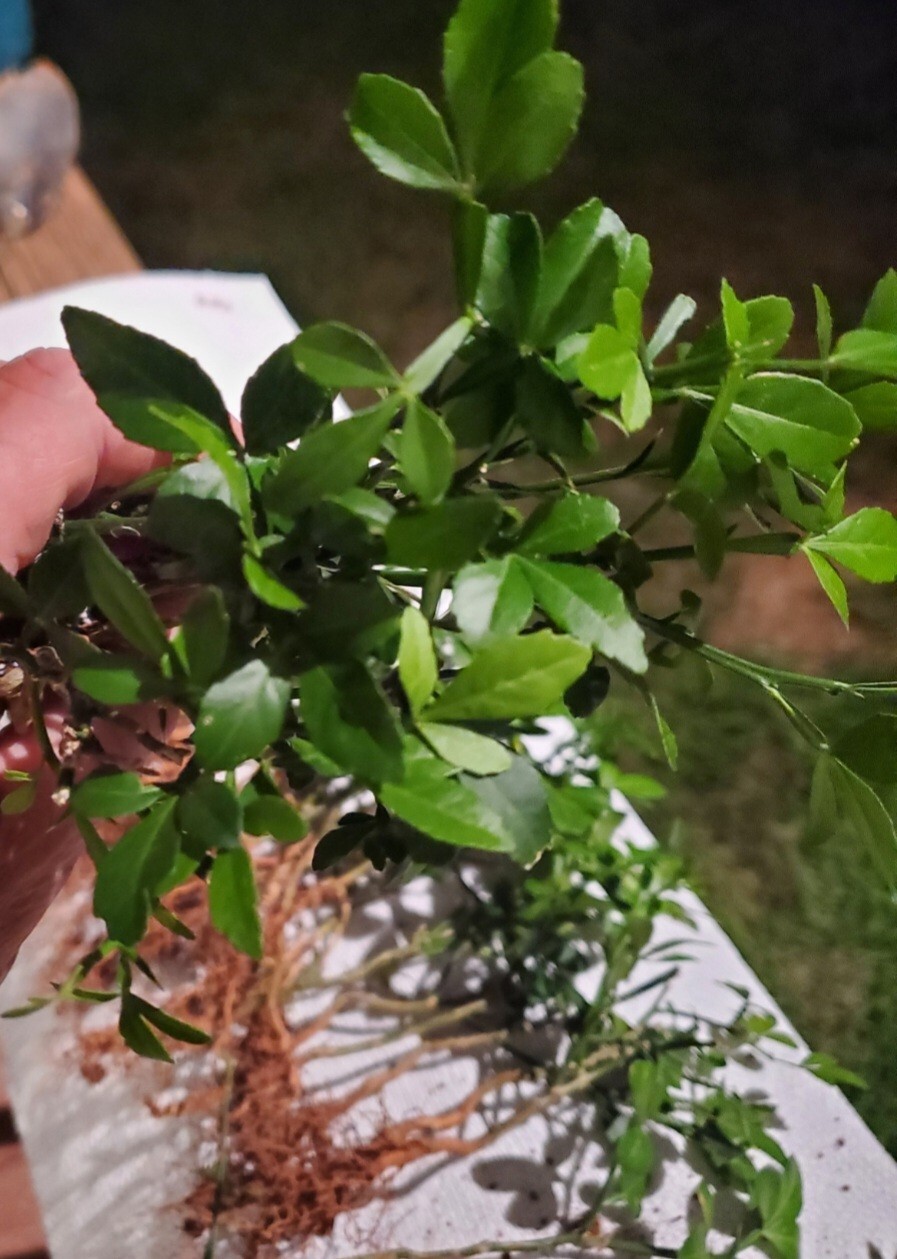 Poncirus Trifoliata Citrus Trifoliate Oranges (10 Ct) Year 2 Seedlings 6-10″ 🍊