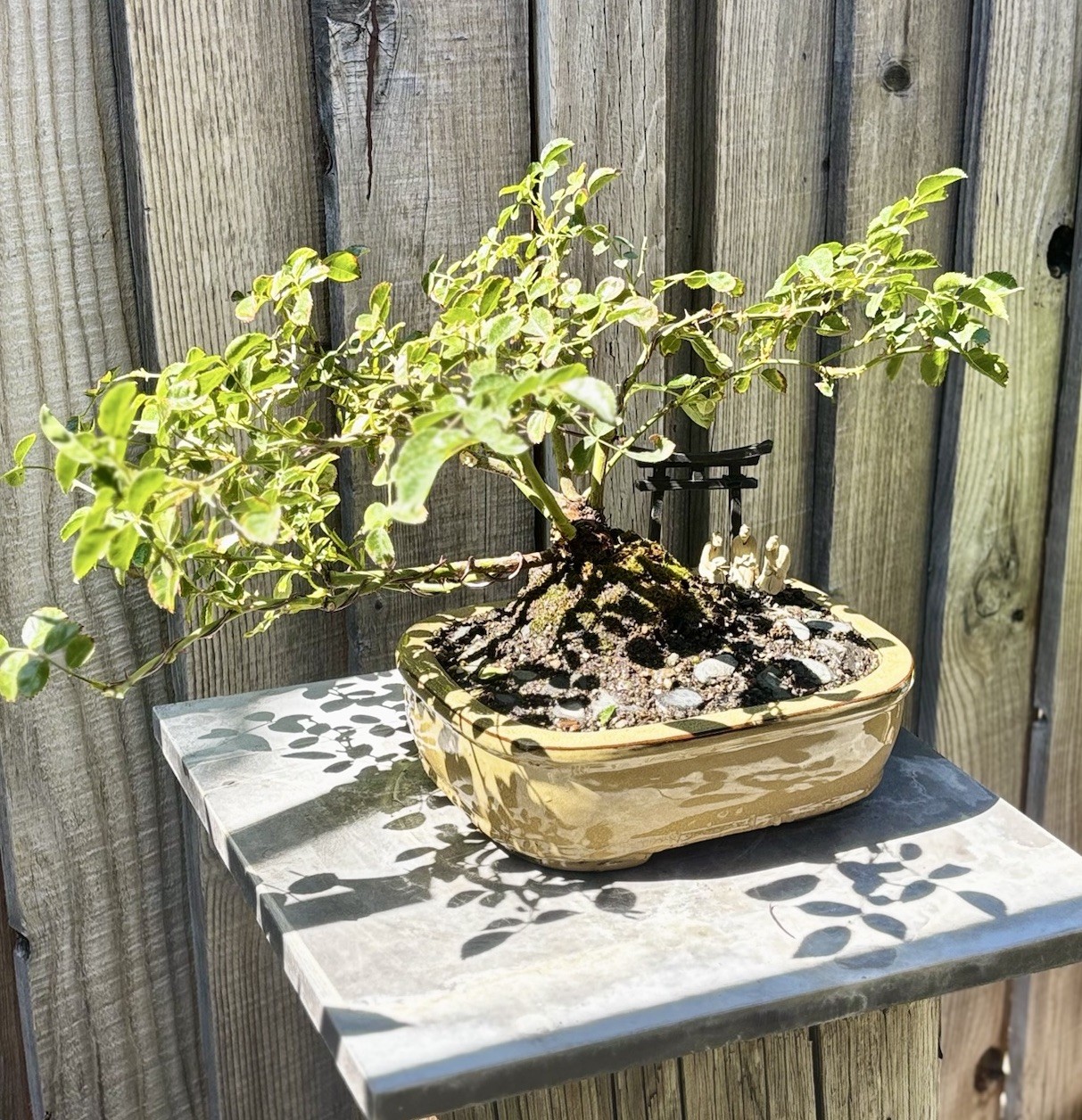 ROSE BONSAI TREE IN 10” CERAMIC POT. NATIONWIDE SHIPPING VIA FEDEX-