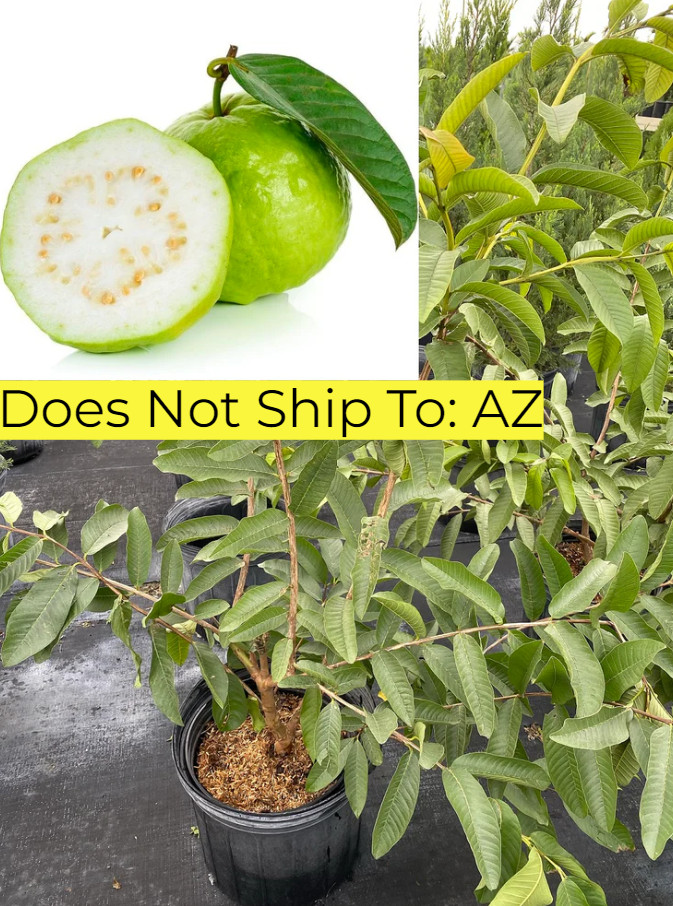 White Guava Tree Fruiting Live Plant Psidium Guajava 3 Gal Pot 3-4 Ft Tall