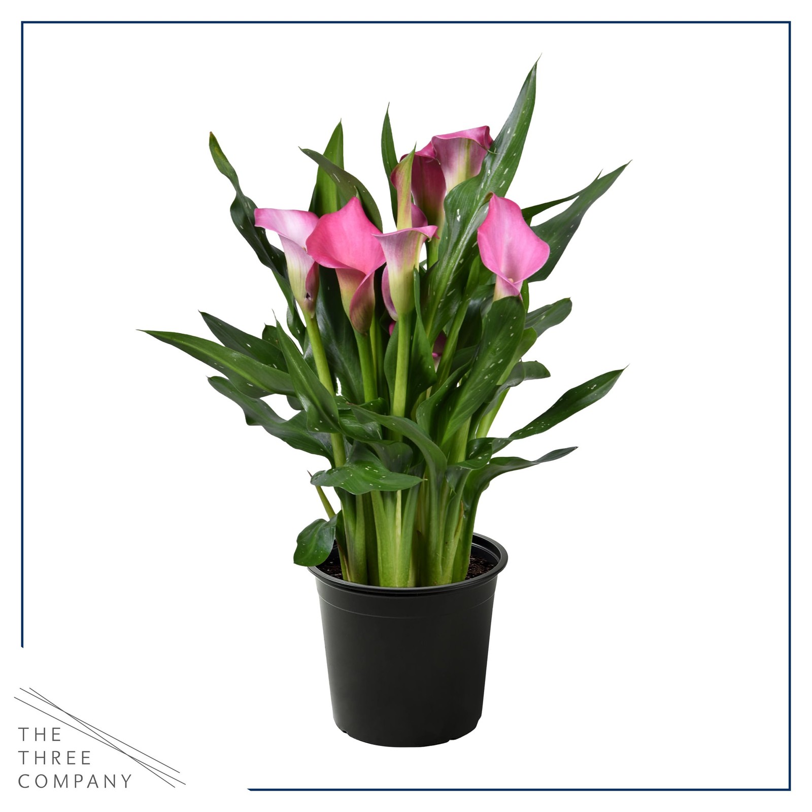 The Three Company Live Flowering Calla Lily 2 Plants Per – 3 – – 12 Tall