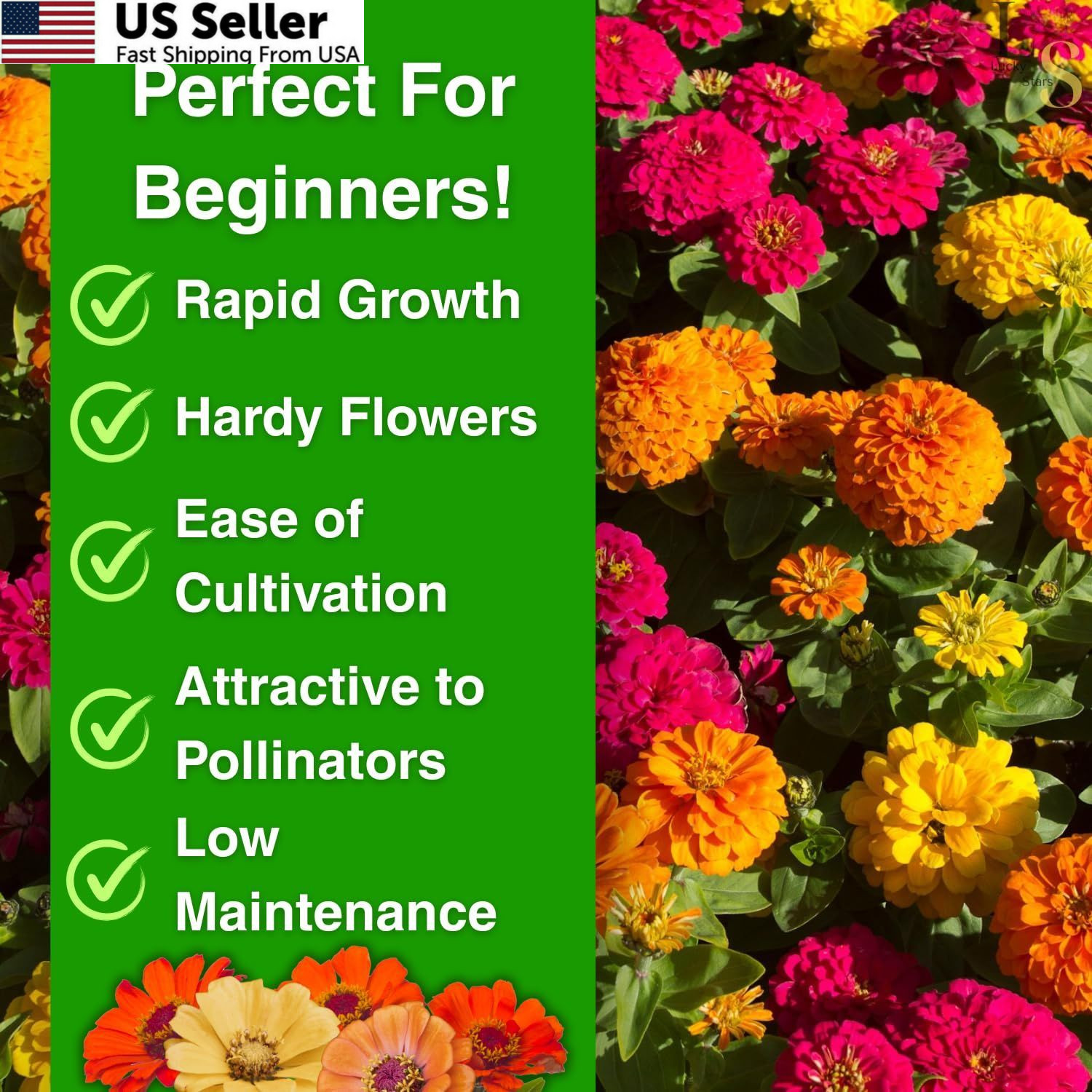 1200+ Crazy Blend Zinnia Seeds for Planting, Heat & Drought Mixed Color
