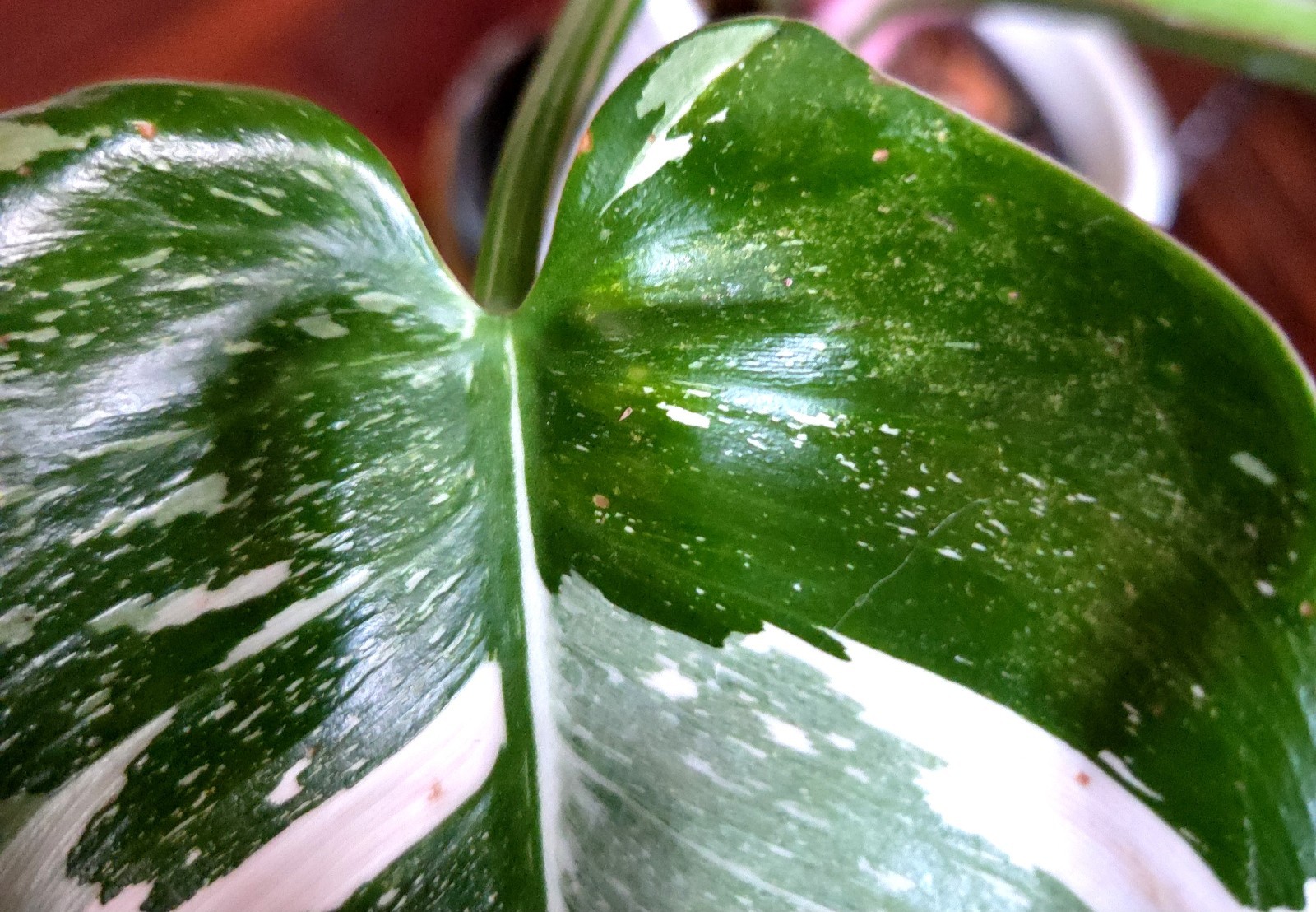Rare Philodendron White Princess Tricolor Galaxy 11″ Tall Not Aroid Anthurium