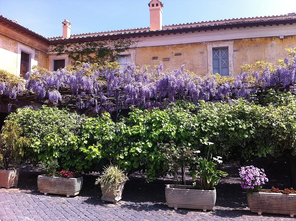Wisteria sinensis | Chinese Wisteria | 10 Seeds