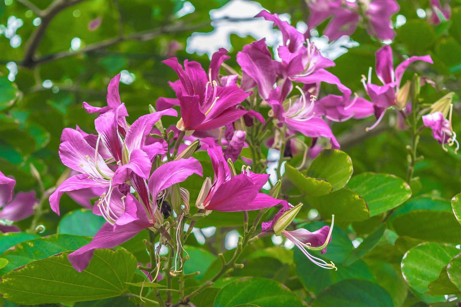 10 PURPLE ORCHID TREE Bauhinia Purpurea Camel’s Foot Butterfly Flower Tree Seeds