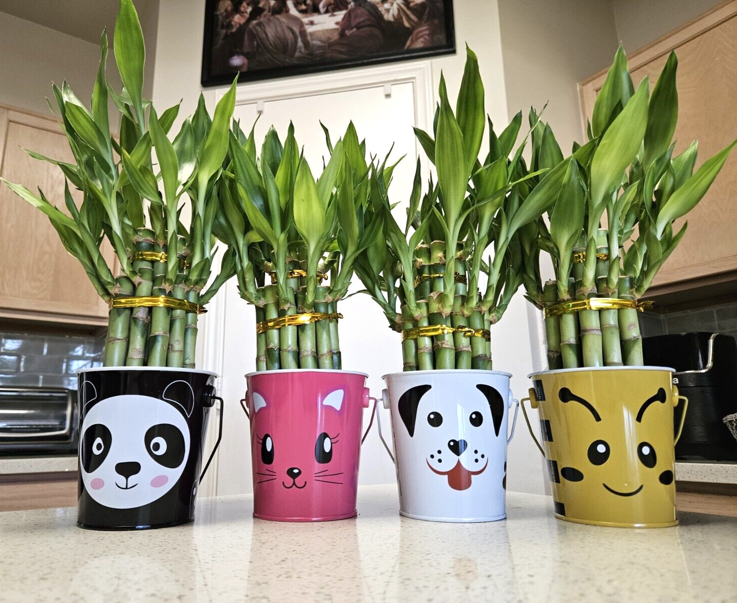 Two Layer Lucky Bamboo In Cute Tin Basket – Double Your Luck 😃