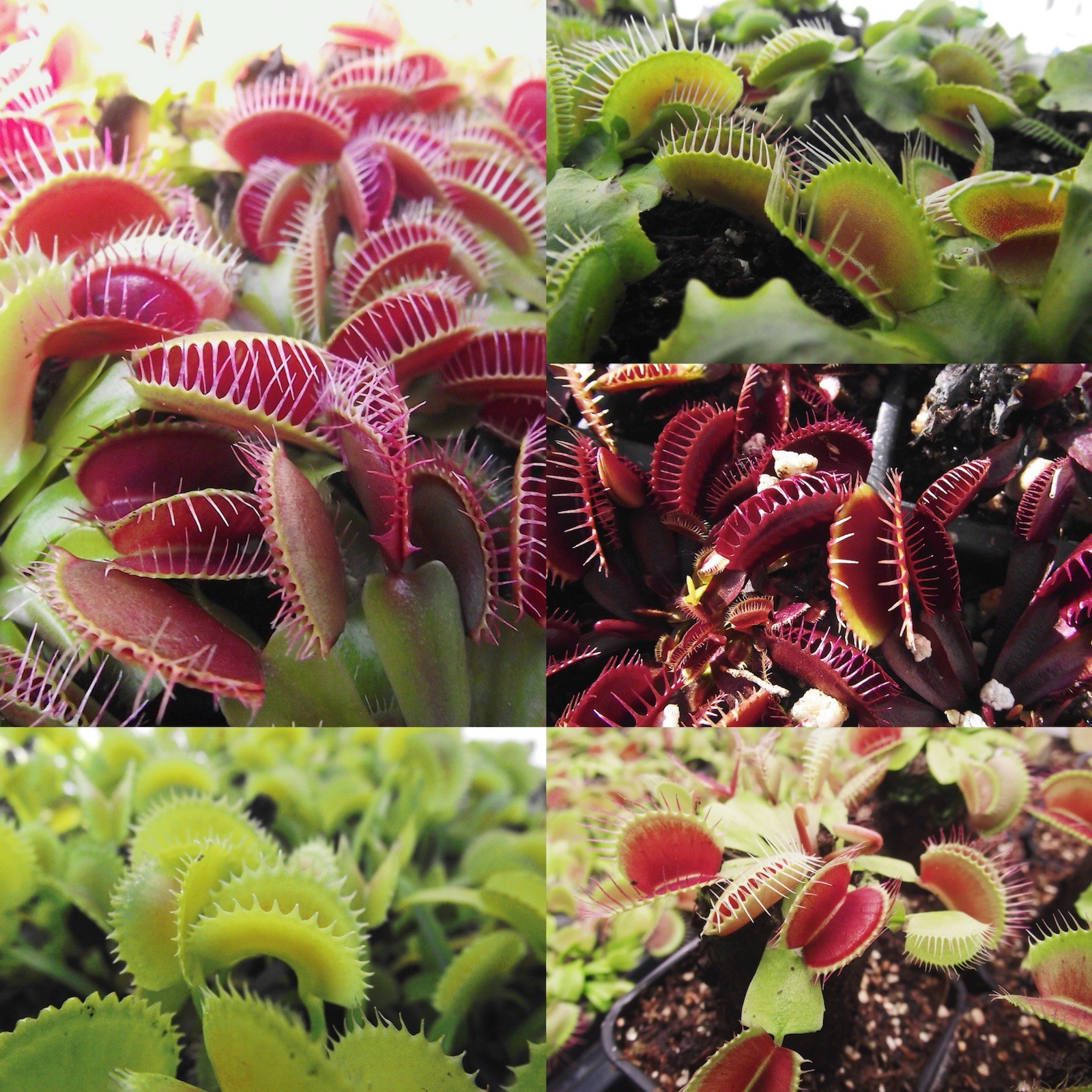 Venus Fly Trap Bundle In Luck Live Plant – Not Taken From Nature