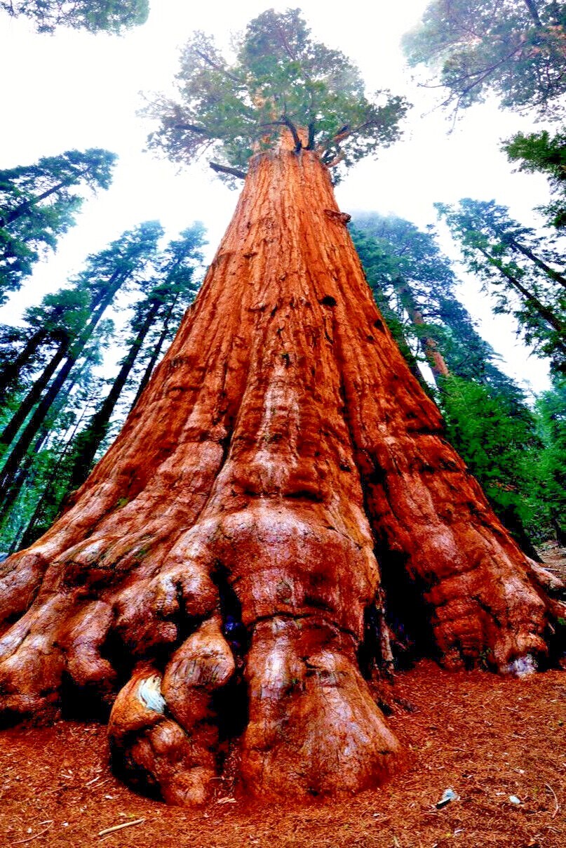 20 California Coast Redwood Seeds Giant Sequoia Bonsai TALLEST TREE in the WORLD